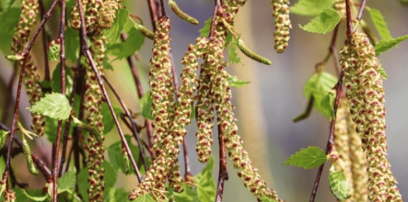 Couverture de l'article Les allergies saisonnières et vous !